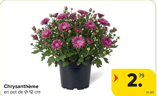 Chrysanthème