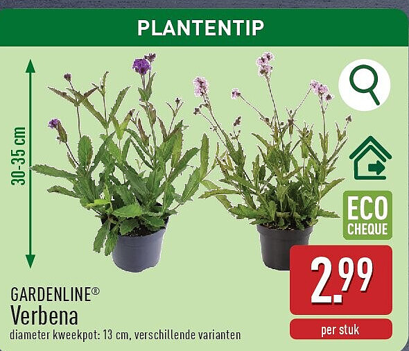 Verbena