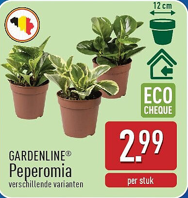 Peperomia