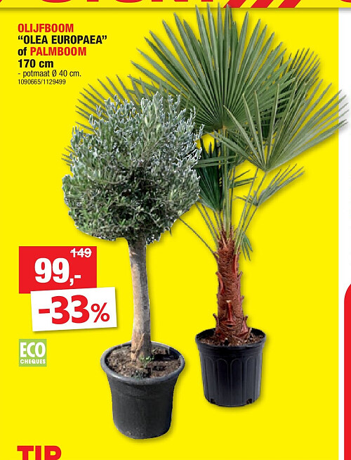 OLIJFBOOM “OLEA EUROPAEA” of PALMBOOM 170 cm