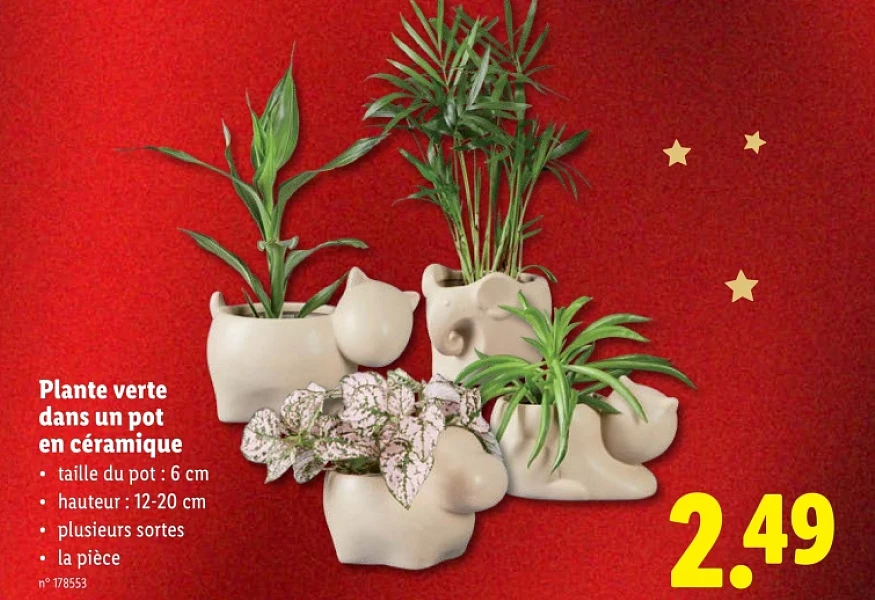 Plante verte dans un pot en céramique