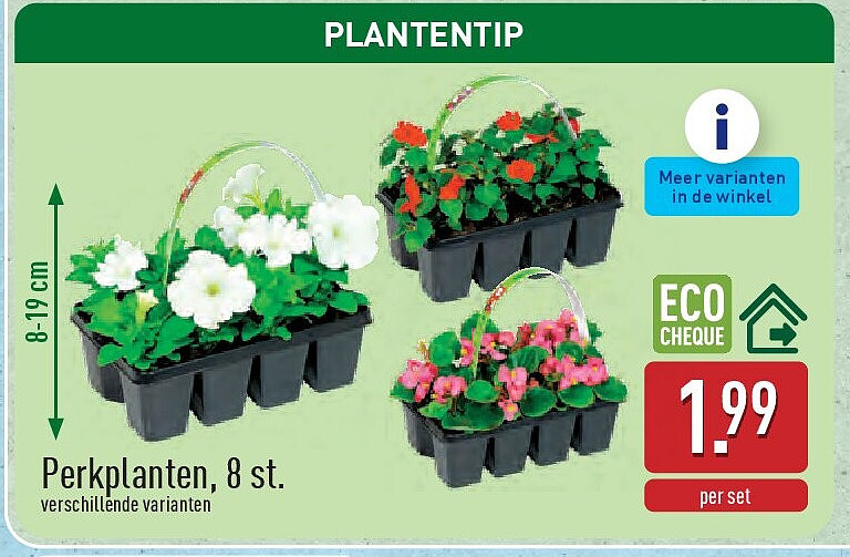 Perkplanten, 8st.