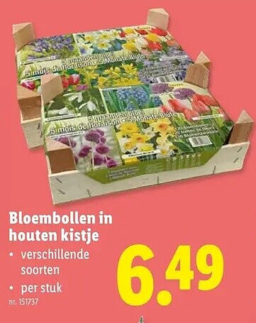 Bloembollen in houten kistje
