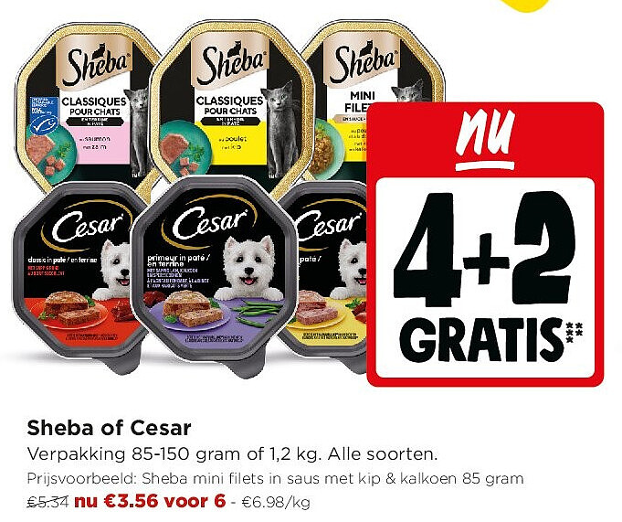 Sheba of Cesar