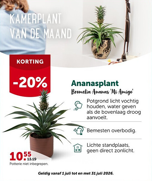 Ananasplant Bromelia Ananas 'Mi Amigo