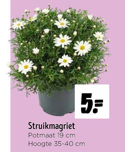 Struikmagriet