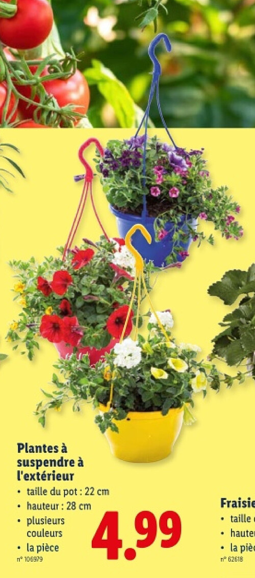 Plantes à suspendre à l'extérieur