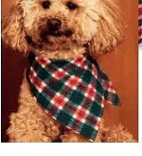 Accessoire pour chien rouge vert