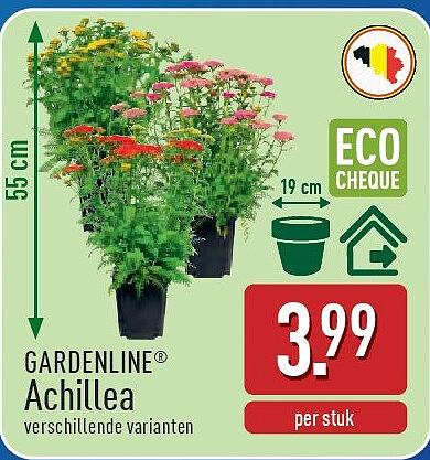 Achillea