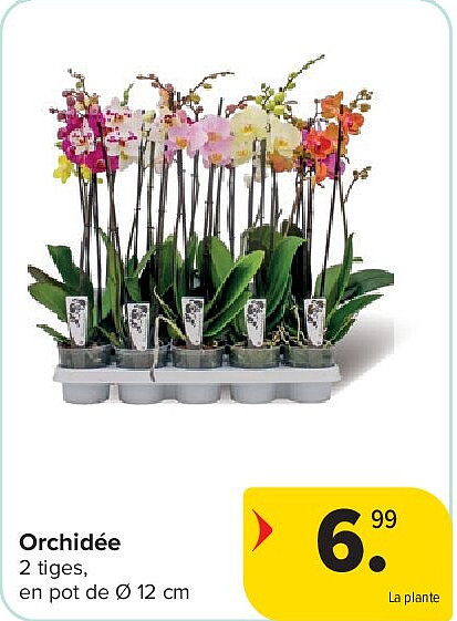 Orchidée
