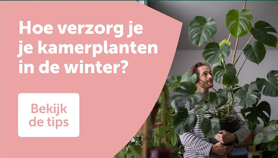 Hoe verzorg je je kamerplanten in de winter?