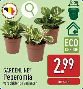 Peperomia