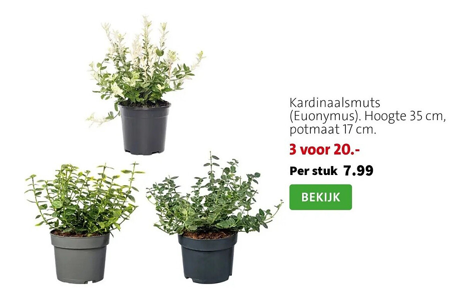 Kardinaalsmuts (Euonymus). Hoogte 35 cm, potmaat 17 cm.
