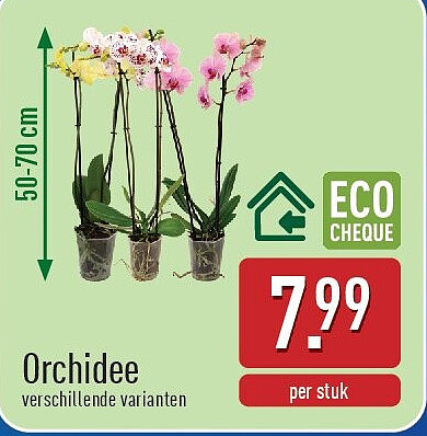 Orchidee
