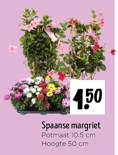 Spaanse margriet