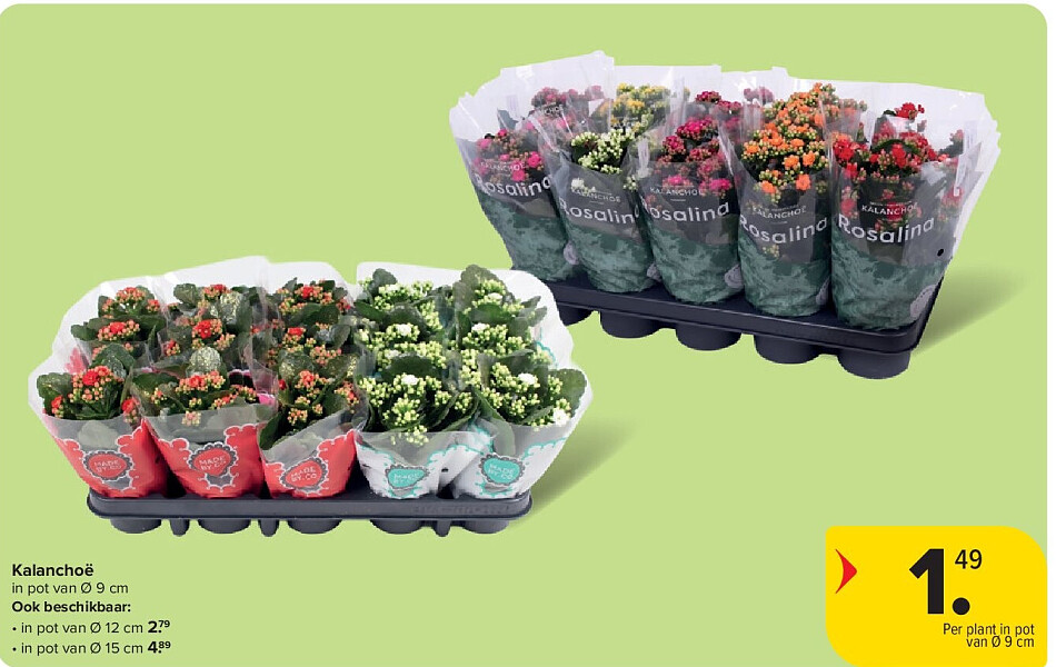 Kalanchoë