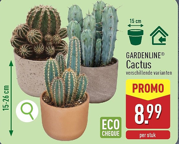 Cactus