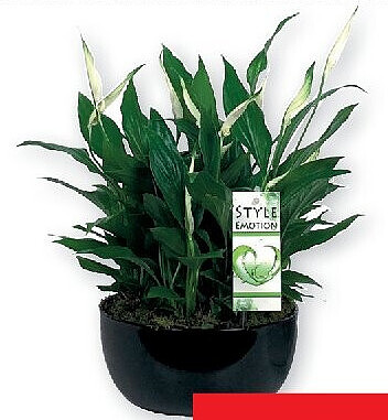 Lepelplant