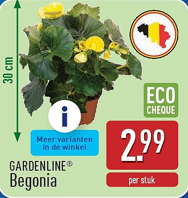 Begonia