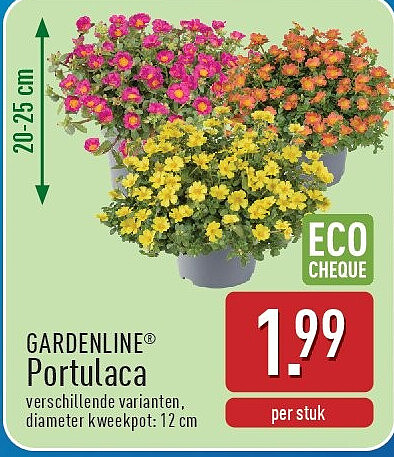 Portulaca