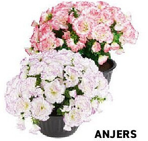 Anjers