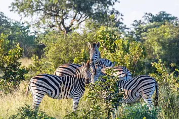 Sensationele Big Five Zuid-Afrika safari met Kruger National Park