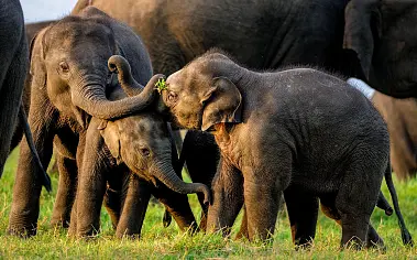 Spectaculaire Sri Lanka-tour met tempels, safari & strand