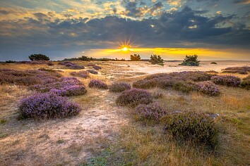 Hotel Wander | 4-Daagse wandelvakantie (ca. 55 km) over Veluwse heide & langs Kasteel Doorwerth | incl. 3-gangendiner