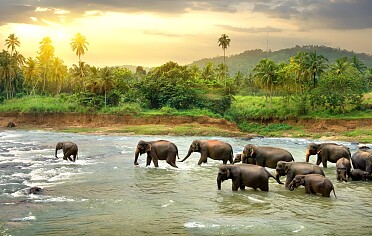 Epische tour langs de schatten van Zuid-Sri Lanka met safari & meer