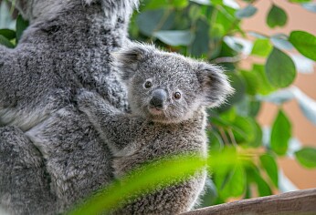 Ouwehands Dierenpark