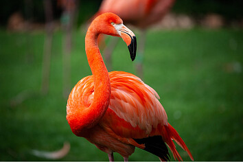 ZOO Antwerpen