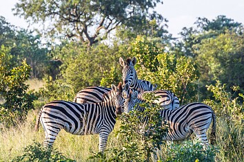 Sensationele Big Five Zuid-Afrika safari met Kruger National Park