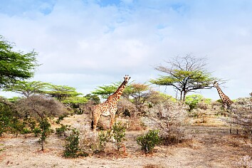 Verleidelijk safari-avontuur in Tanzania & strandvakantie op Zanzibar