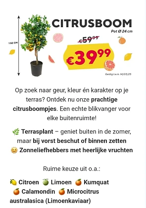 Citrusboom 150 cm