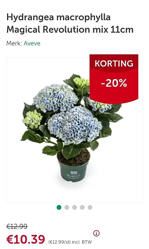 Kamerhortensia -20% bij Aveve