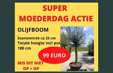 Olijfbomen aan 99€ super moederdag actie Elversele