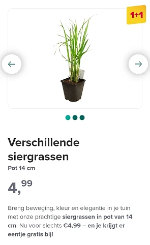Verschillende siergrassen 1+1 gratis