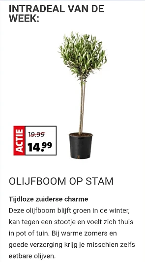 Olijfboom op stam -25% bij Intratuin