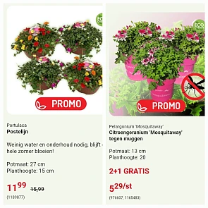 Bloemen en planten promoties bij Oh'Green