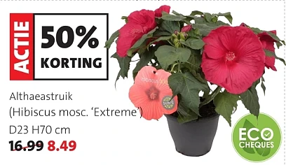 Bloemen in de Solden bij Intratuin