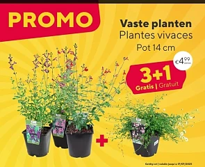 Bloemen en planten promoties bij Floralux