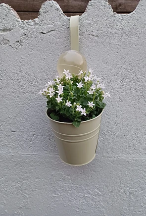 Campanula plantjes €0,50/stuk