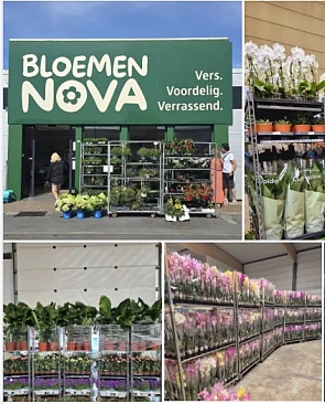 Image of nova