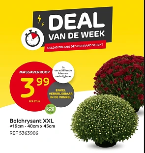 Bolchrysant XXL voor 3,99€