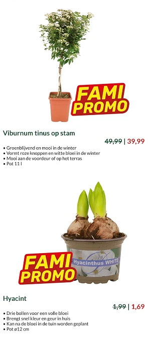 Van binnenplantjes tot kerstboom