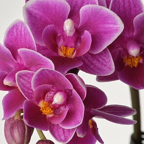 -20% orchidee /2 stengels bij Ikea