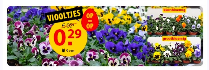 Viooltjes -50% bij Pelckmans