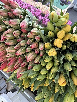 Bloemenverkoop Greenhouse Flowers 💐 verschillende locaties