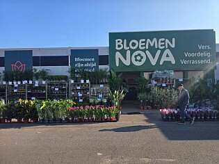 Image of citrusplant