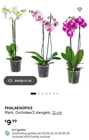 Phalaenopsis orchidee ø 12 cm H. 60 cm